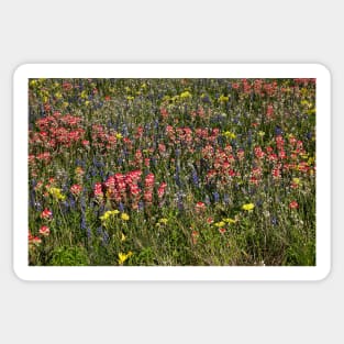 Field of Flowers in China Grove Sticker